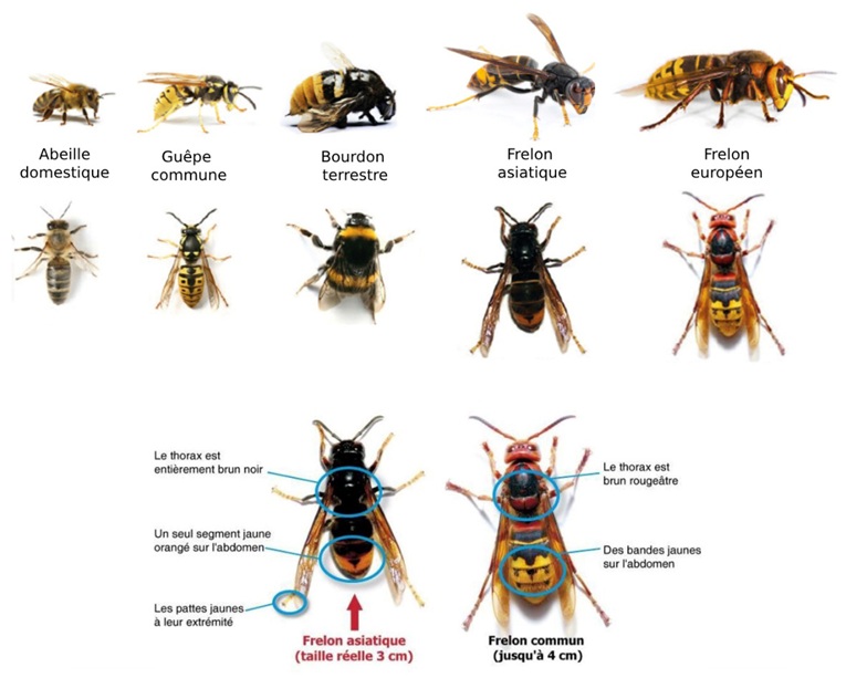 fiche d’aide à l’identification du frelon asiatique