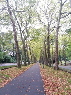 piste cyclable séparée