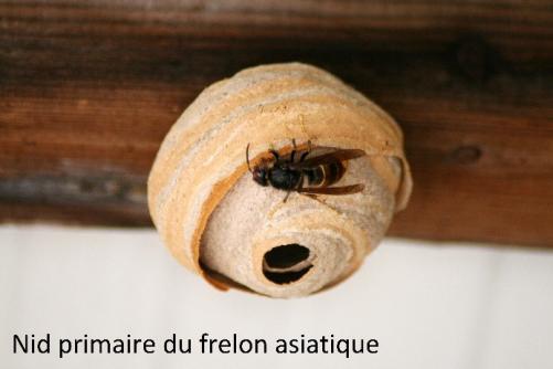 Nid primaire du frelon asiatique