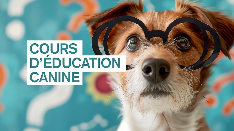 Cours d'éducation canine