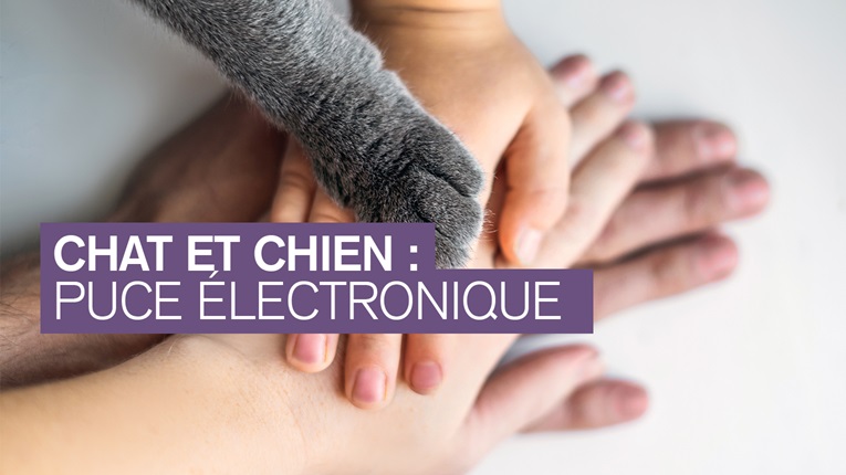 Puce éléctronique