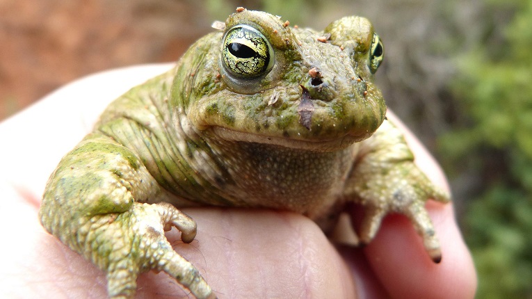 Protégeons les amphibiens ! 