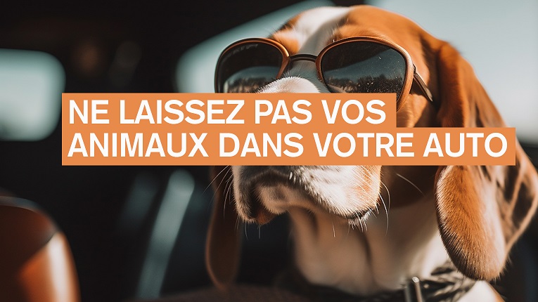 Forte chaleur : protégeons aussi nos animaux