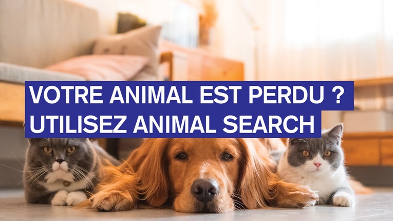 Animal Search