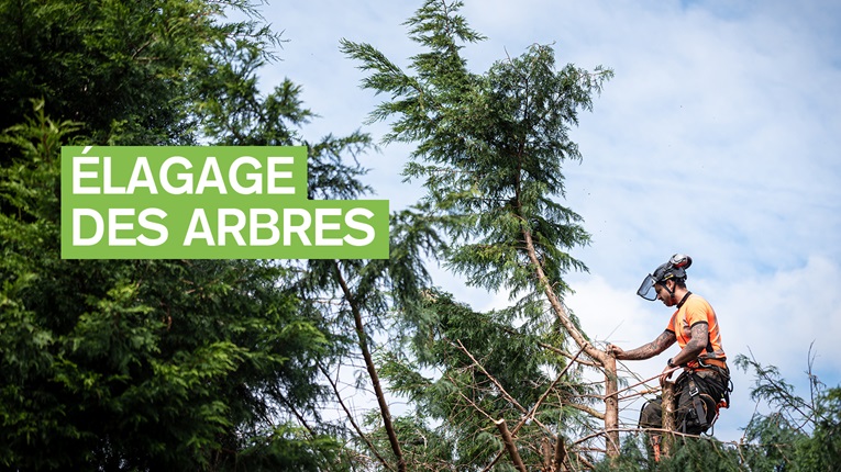 Élagage des arbres