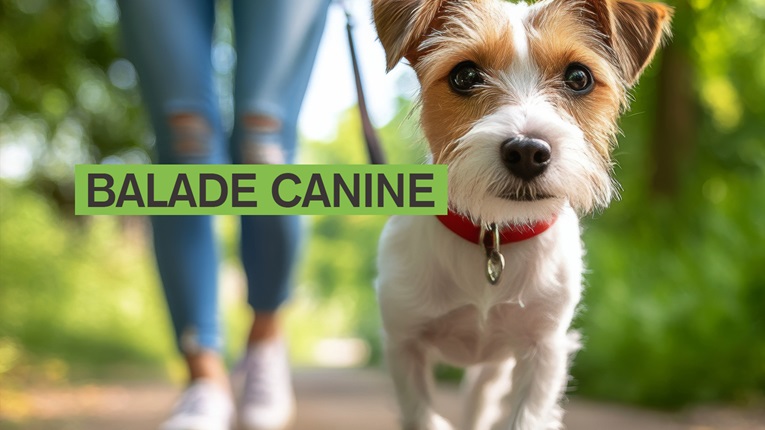 balade canine