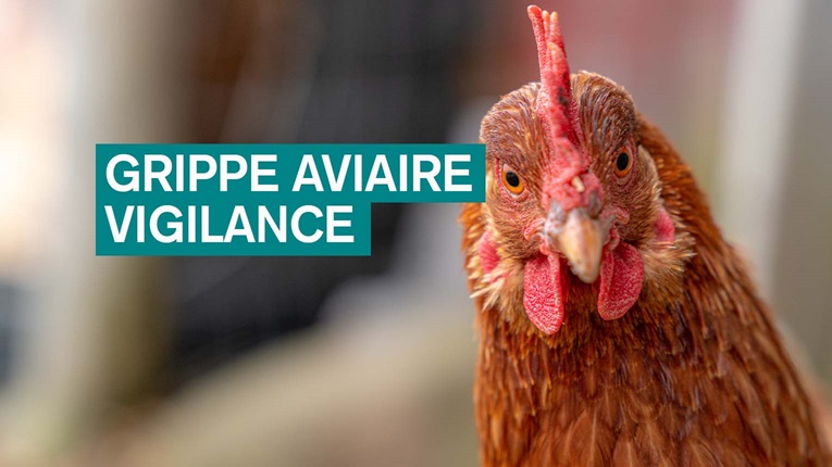 Grippe aviaire : vigilance