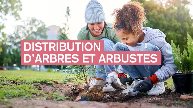 Distribution d’arbres et arbustes