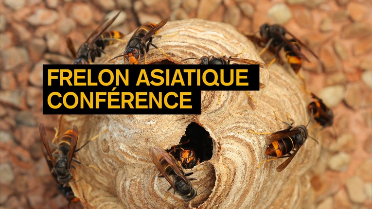 Frelon asiatique - conférence