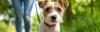 illustration balade canine